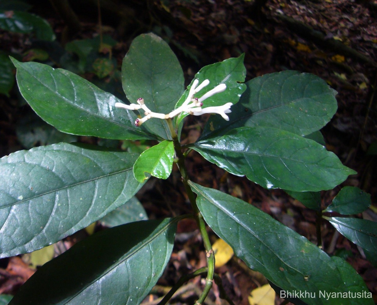 Chassalia curviflora (Wall.) Thwaites